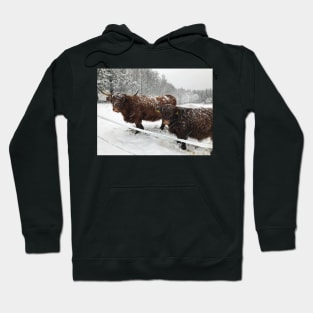 Scottish Highland Cattle Cow and Calf 1599 Hoodie